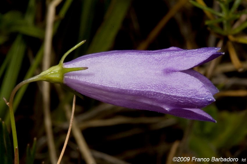 Campanula scheuchzeri subsp. pseudostenocodon