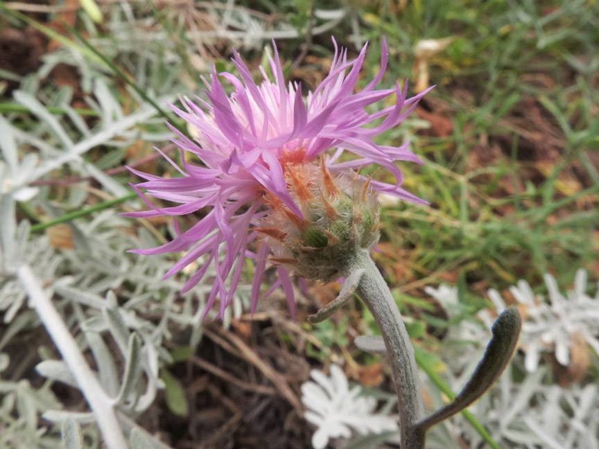 Centaurea leucadea var. lacaitae