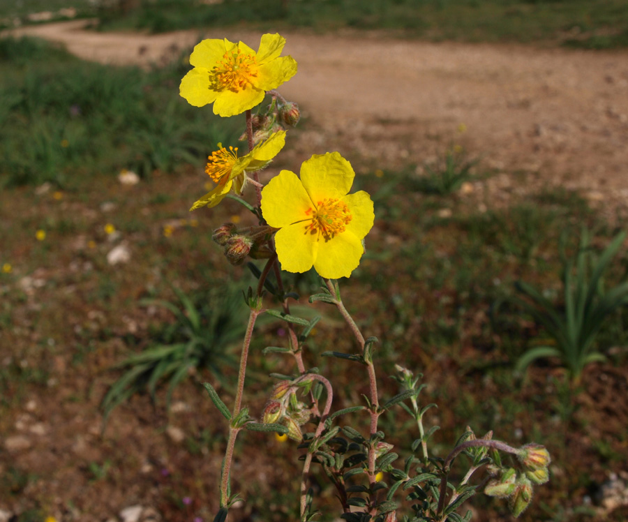 Helianthemum jonium