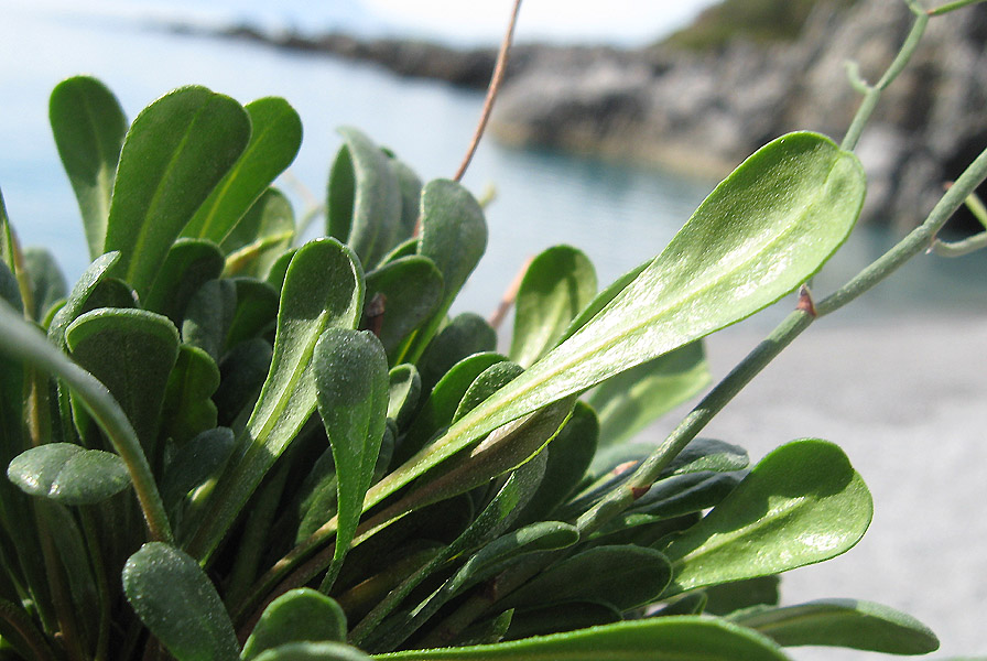 Limonium remotispiculum