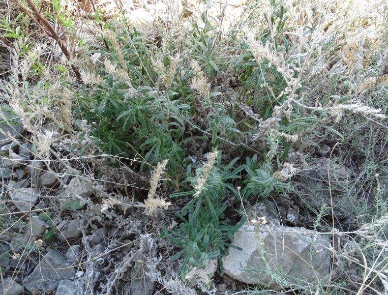 Onosma pseudoarenaria subsp. lucana