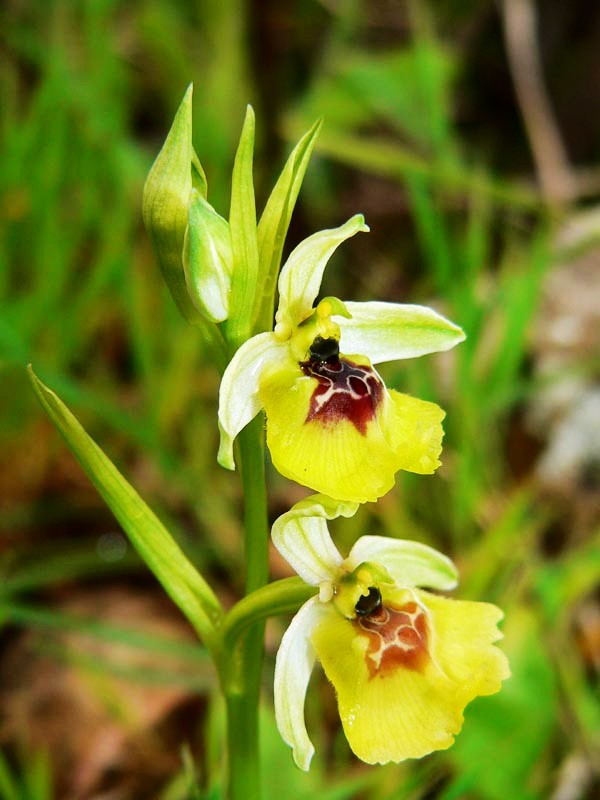 Ophrys fuciflora subsp. lacaitae