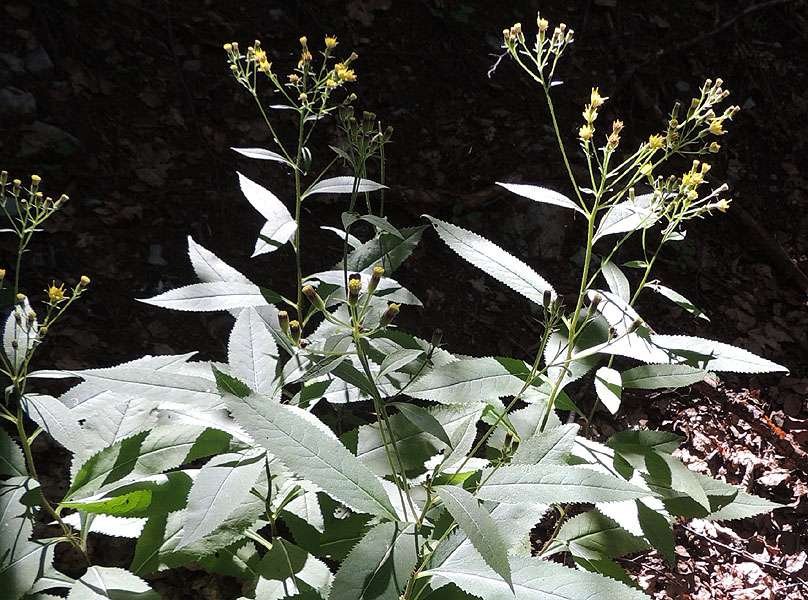 Senecio ovatus subsp. stabianus