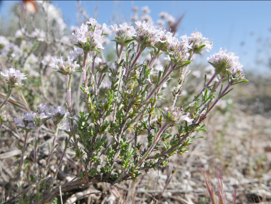 Thymus lacaitae